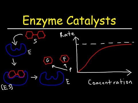 Enzymes - Catalysts