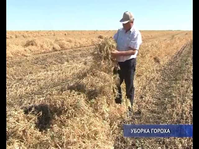 Царь - горох.