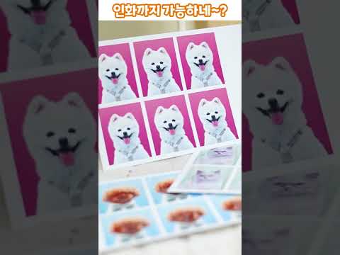 버찌 Budzzi - 반려동물 뷰티 카메라 video thumbnail