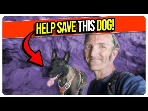 Austin Wants to Kill a Service Dog for Biting After a Hit-and-Run