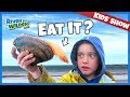 KIDS CATCH AND EAT MYSTERY SEAFOOD ON PEI BEACH KIDS FUN RIVER WILDER
