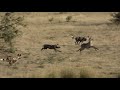 Wild Dogs Hunting Waterbuck