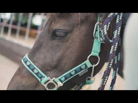 Video 19 aus  Reiter- und Erlebnisbauernhof Groß Briesen