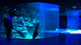 preview picture of video '아쿠아플라넷 제주(JEJU AQUAPLANET)_  The Biggest Aquarium in Asia'