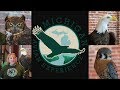 Michigan Birds of Prey Presentation