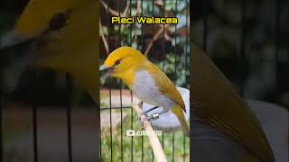 Download lagu SUARA PLECI WALACEA GACOR‼️ mp3