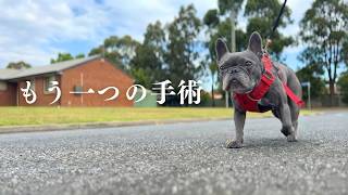 【フレブルの麻酔リスク】実はあの腫瘍手術と同時に、愛犬の「抜歯」という大きな決断をしていました…その結果。