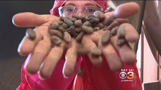 Explore Barry Callebaut, Delco's Own Chocolate Factory