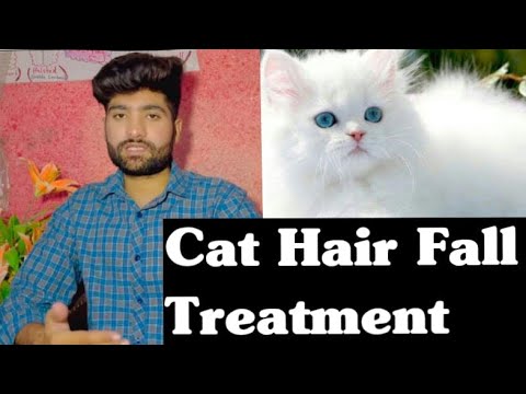 How to quickly stop cat's hair fall problem | StopPersian Cat hair fall | Cat hair shedding season🐱