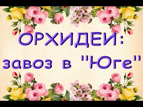ЗАВОЗ прекрасных ОРХИДЕЙ в "Юге",02.11.19,Самара,ул.Авиационная,8.