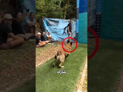 الكلب يكافح من اجل الوصول لهدفه!⭕😮