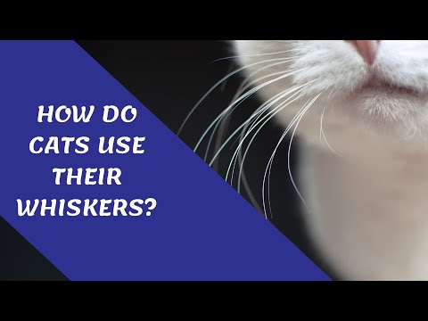 How do cats use their whiskers?