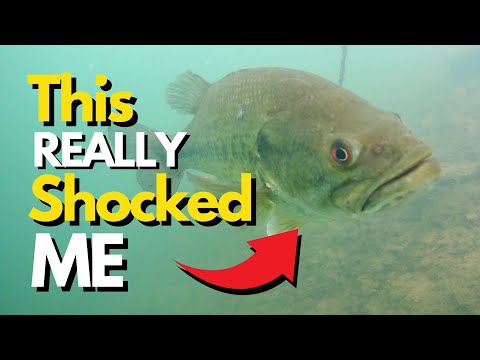Strangest Bass Behavior I've Witnessed Underwater