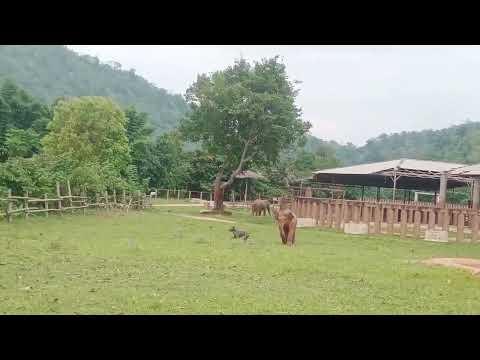 Wan Mai has a new game to play.