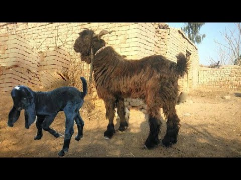 , title : 'Pakistani Bakri ki Mashoor Nasal | Daira Din Panah Goat Breed'