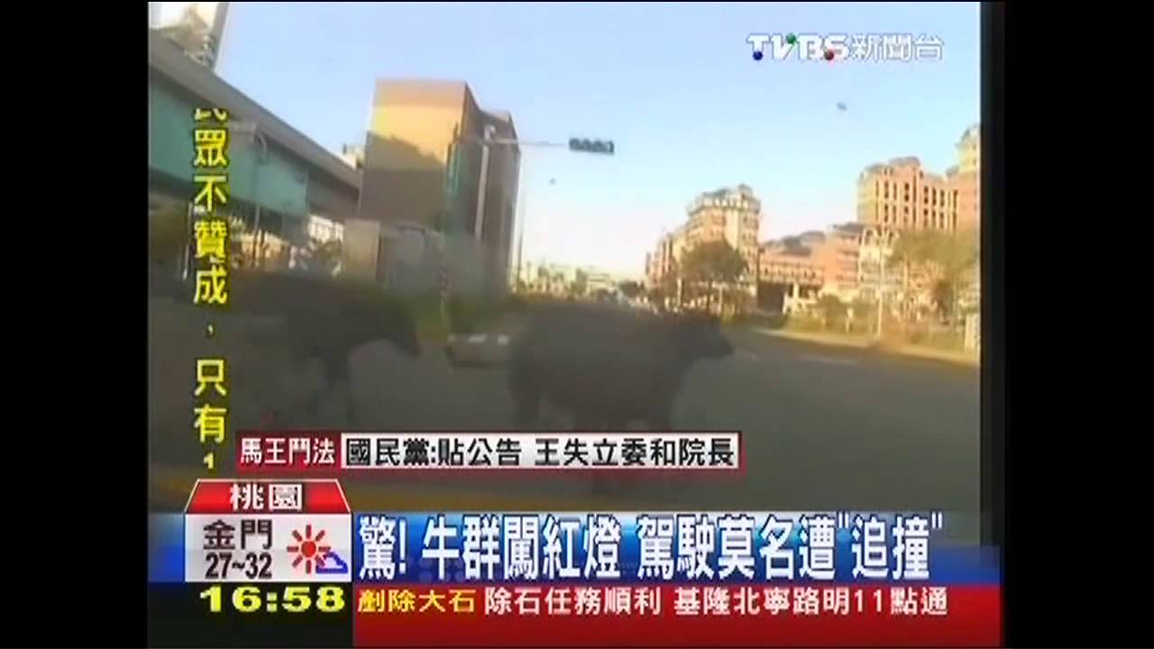 驚!牛群闖紅燈 駕駛莫名遭「追撞」