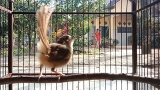 Download lagu Cukup 5 detik setiap pagi pancingan ampuh menaikkan emosi cigun macet agar ikut bunyi dan narung mp3