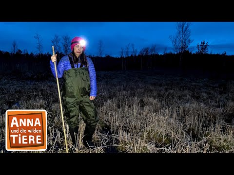 Hundert kleine Moorfrösche | Reportage für Kinder | Anna und die wilden Tiere