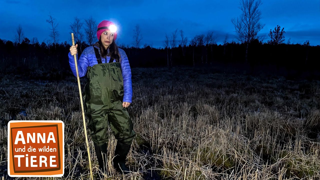 Hundert kleine Moorfrösche