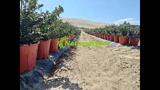 Pots à baies en plastique Naturehydro en gros - Image 5 | Agroline MA Pots à baies en plastique Naturehydro en gros | Image 5 - Agroline