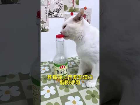 Mastering Cat Care: The Ultimate Guide for Cat Lovers Kitty Pet Care