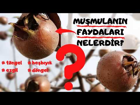 セイヨウカリンの健康上の利点 カロリーの利点と害 ファーマー オンライン