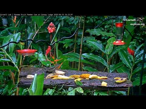 Basilisk Lizard Loves the Banana ... Panama Fruit Feeder at Canopy Lodge  Cornell Lab #LIZARD