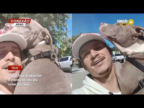 Vídeo: Pitbull foge de pinscher e precisa de colo pra voltar pra casa.