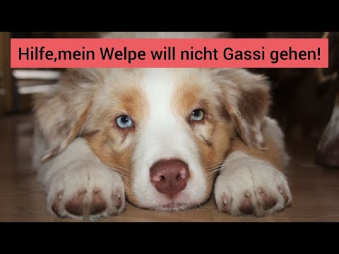 Das kannst du tun, wenn dein Welpe nicht Gassi gehen möchte | Tipps für Spaziergänge mit dem Welpen