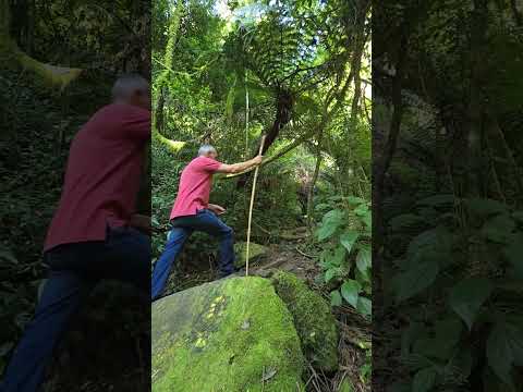 ROTA DAS CASCATAS | Descubra o Cânion Perau do Facão de Arvorezinha