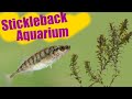 I stumbled upon sticklebacks and put them in a tank
