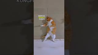 Download lagu When this cat tries to pose like kung fu mp3