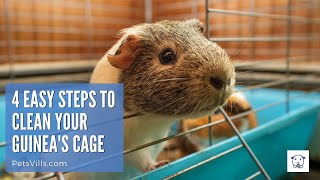 4 Easy Steps To Cleaning Your Guinea Pig
