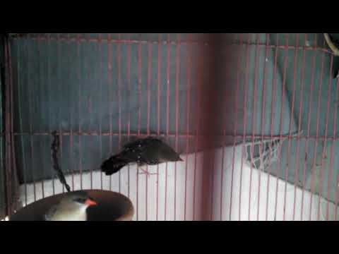 Adeeba birds farm & pets