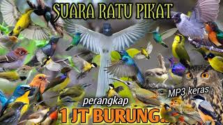 Download lagu pasukan suara pikat burung di hutan liar dan terampuh sepanjang masa mp3