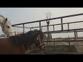 Horse Meeting Time