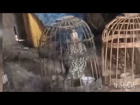 Suab ncuab quaj  zoo heev 100% #bambusicola fytchii