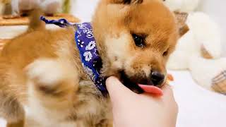 柴犬の動画02