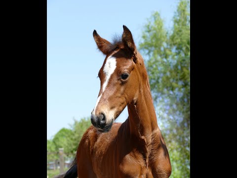 *04/23 Stutfohlen von Vivaldon x San Amour - Rubinstein