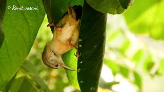 Download lagu Tailorbird making nest first stage (4k) mp3 Download lagu Tailorbird making nest first stage (4k) mp3