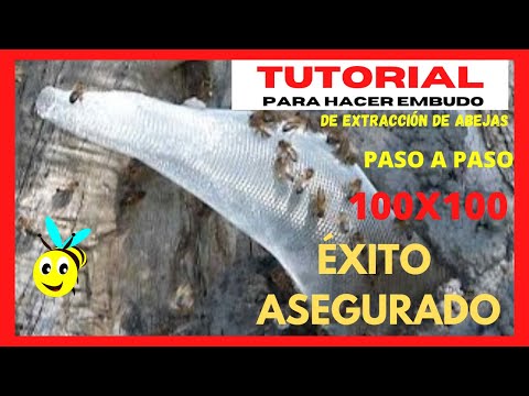 , title : '🟢TUTORIAL [ cómo hacer PASO A PASO ] ▶️ embudo de extracción de 🐝  abejas... Para PRINCIPIANTES'