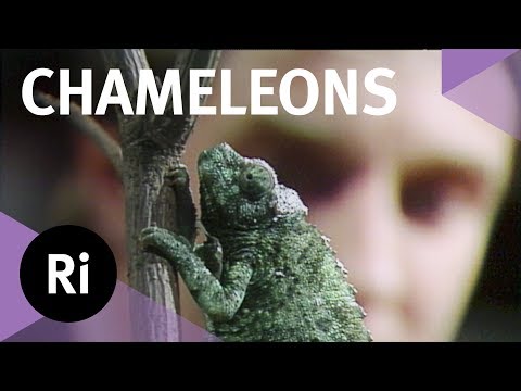 Chameleon Communications - with Sir Colin Blakemore