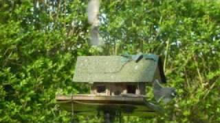 Les oiseaux de mon jardin