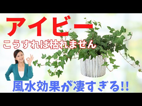 屋内アイビー「シカゴ」 植物