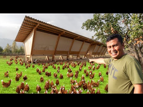 My 1 Hectare Farm of Free-range Chickens!! What is A Free-range Chicken Farm & How does it Work?