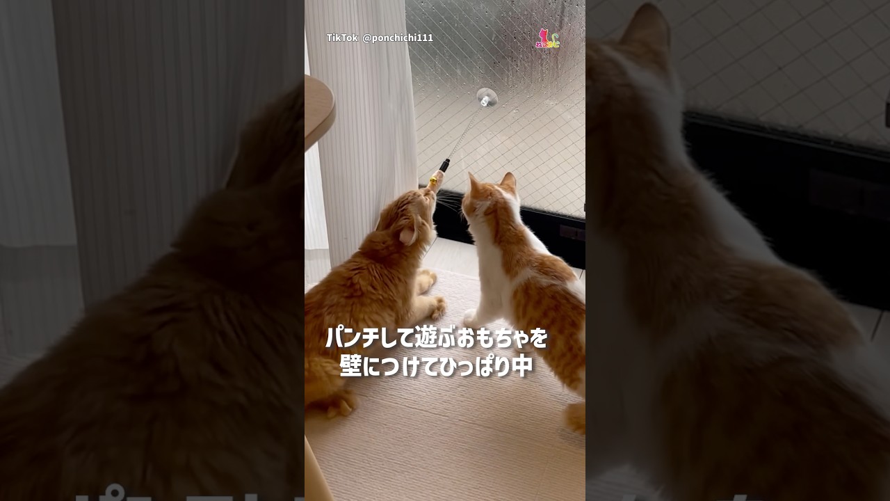 猫さん、おもちゃ相手に荒ぶった結果