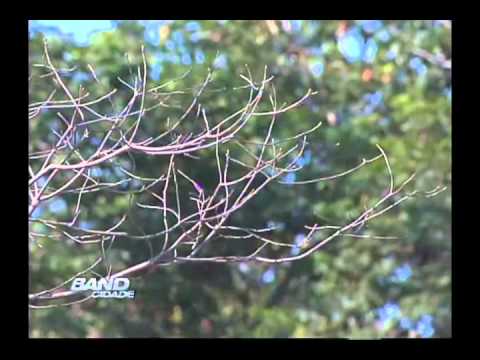 Band Cidade Campinas 07 08 2012 - bloco 03