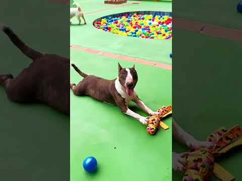 Conheça o novo Park Resort: o novo espaço para o seu AUmigão!