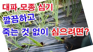 대파 이렇게 심으면 깔끔하고 죽는 것 없이 잘 자라요.(대파 심기, 대파 재배 방법, 대파 모종 고르기, 대…