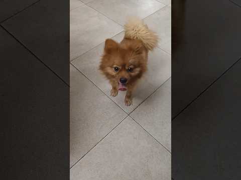 Malayalam comedy scene by cute dog - funny#funny #dog#malayalam #puppy #shortvideo #shorts #4k